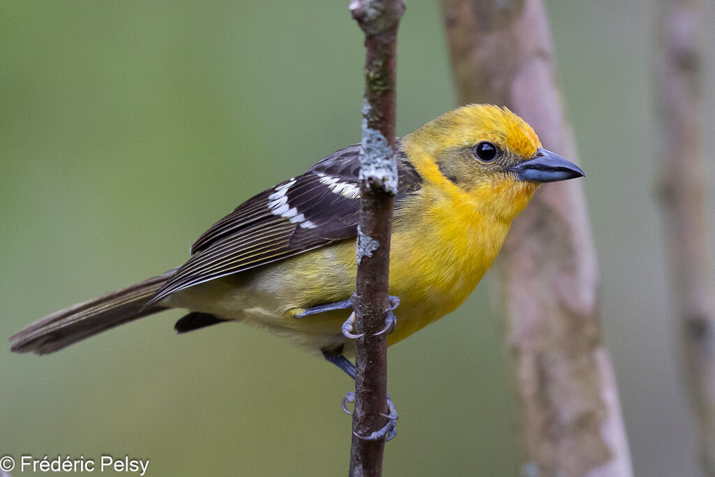 Flame-colored Tanager female