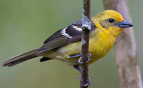 Flame-colored Tanager