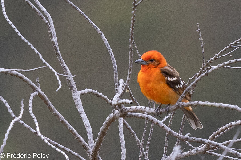 Flame-colored Tanager male