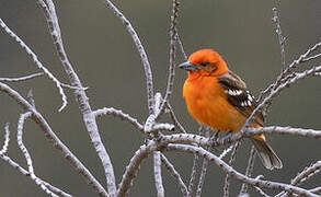 Flame-colored Tanager