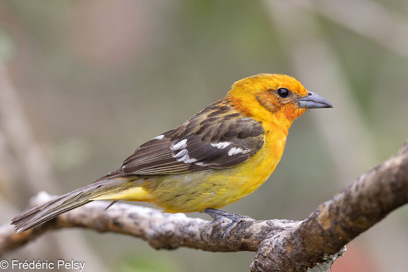Flame-colored Tanager female