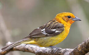 Flame-colored Tanager