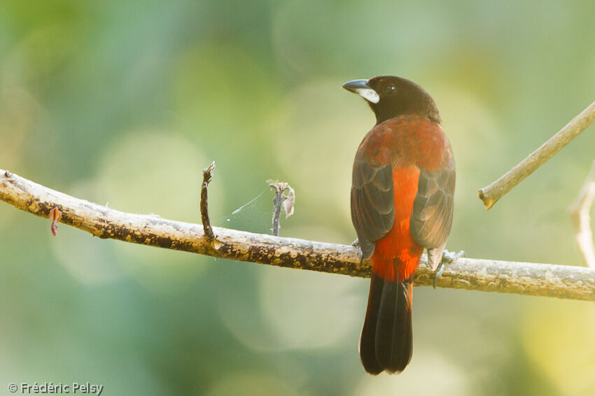 Crimson-backed Tanager male adult