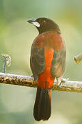 Tangara à dos rouge