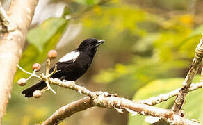 White-shouldered Tanager