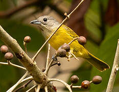 White-shouldered Tanager