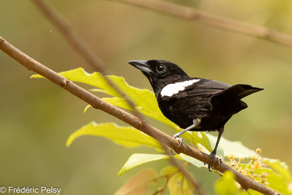 White-shouldered Tanager male