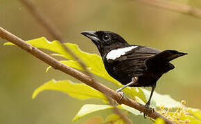 White-shouldered Tanager