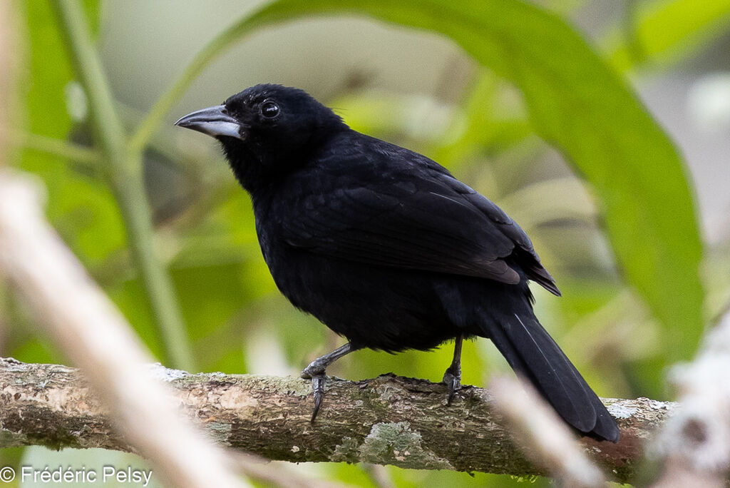 White-lined Tanager male