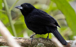 White-lined Tanager