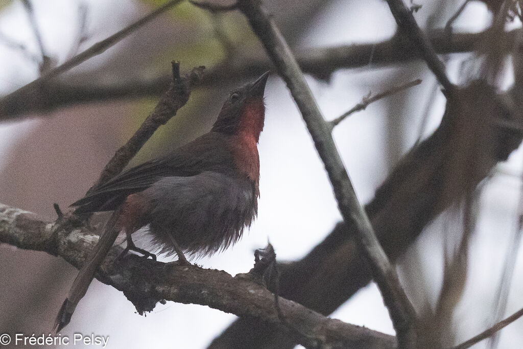 Red-throated Ant Tanager