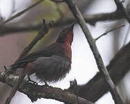 Tangara à gorge rouge