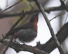 Red-throated Ant Tanager