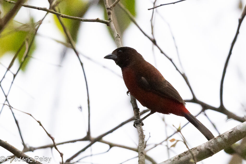 Red-throated Ant Tanager