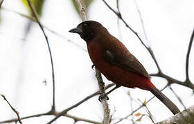 Red-throated Ant Tanager