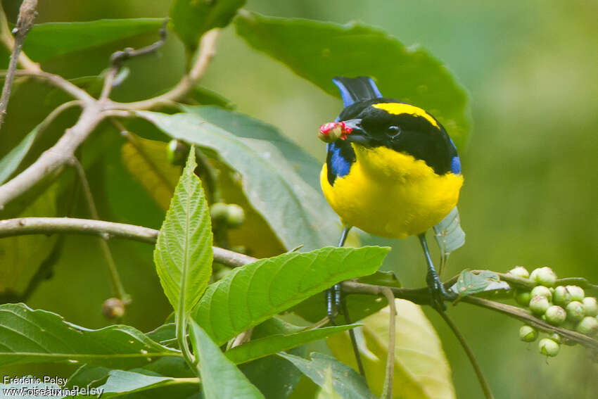 Blue-winged Mountain Tanageradult, close-up portrait, feeding habits, eats