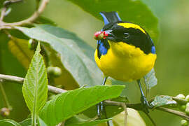 Blue-winged Mountain Tanager