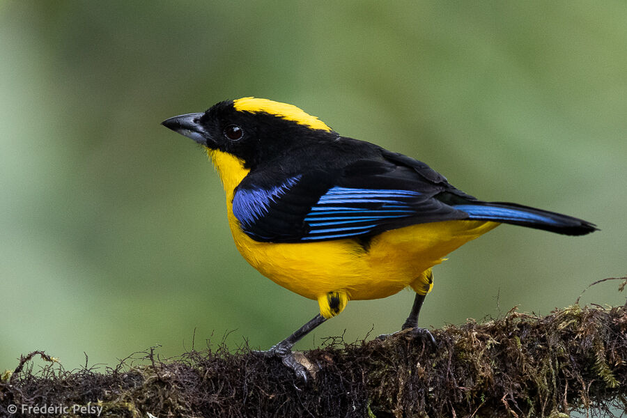 Tangara à nuque jaune