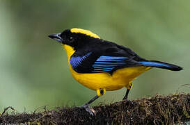 Blue-winged Mountain Tanager