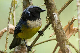 Buff-breasted Mountain Tanager