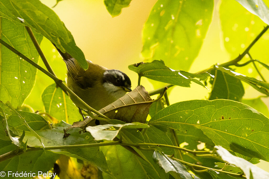 Sooty-capped Bush Tanager