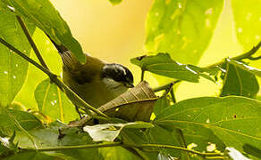 Sooty-capped Bush Tanager