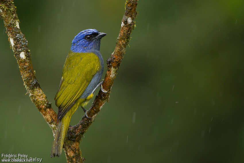 Blue-capped Tanageradult, identification