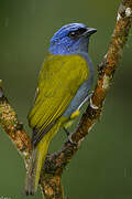 Blue-capped Tanager