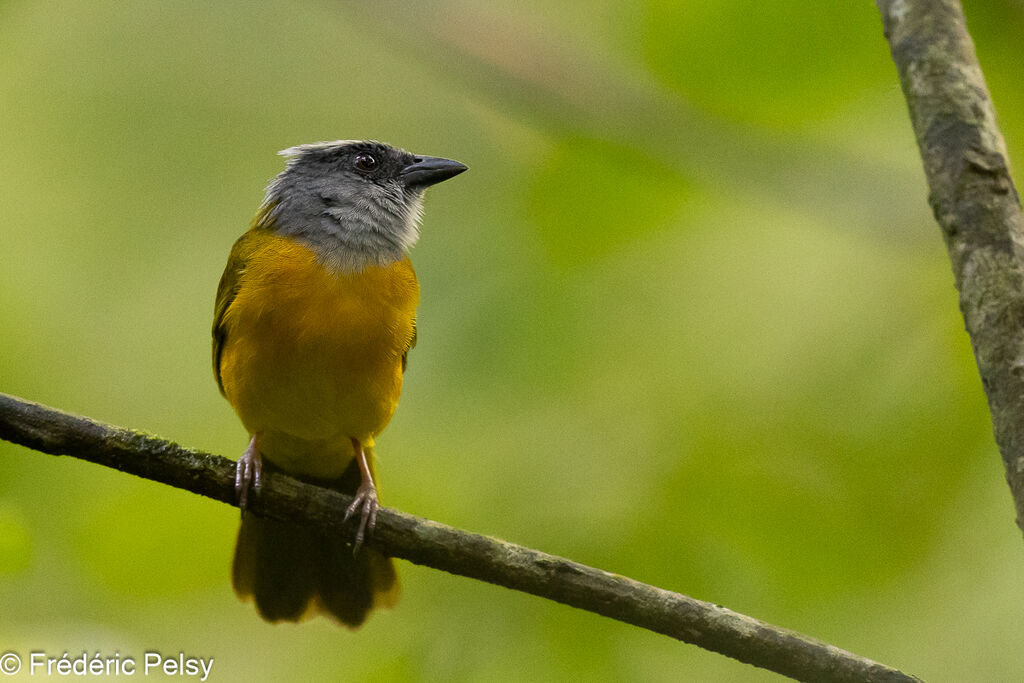 Grey-headed Tanager