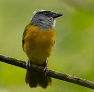 Grey-headed Tanager