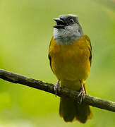 Grey-headed Tanager