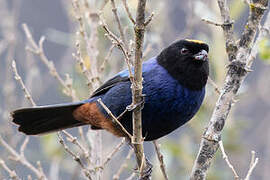 Golden-crowned Tanager