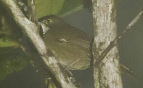 Eastern Chat-Tanager