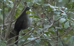 Western Chat-Tanager