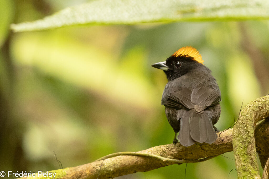 Tawny-crested Tanager male