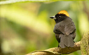 Tawny-crested Tanager