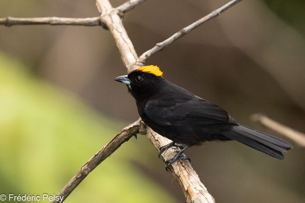 Tawny-crested Tanager male