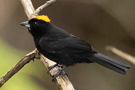 Tawny-crested Tanager