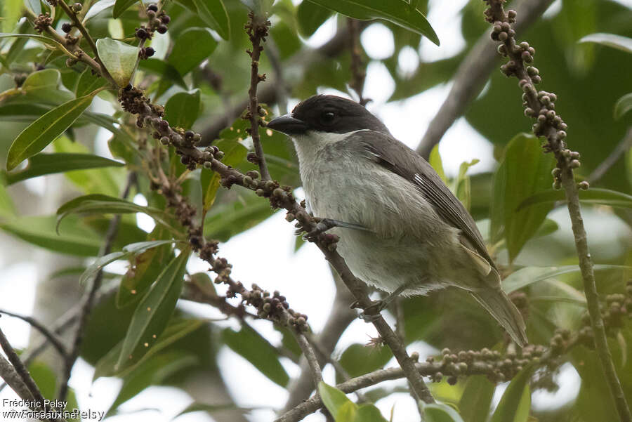 Puerto Rican Tanageradult, identification