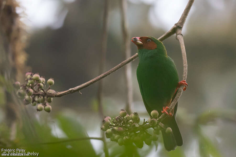 Grass-green Tanageradult, eats