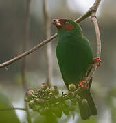 Grass-green Tanager