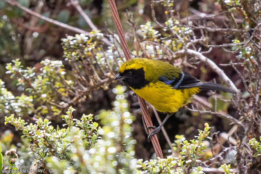 Tangara de Wetmoreadulte, identification