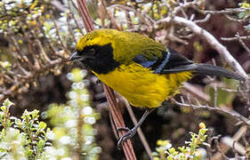 Masked Mountain Tanager