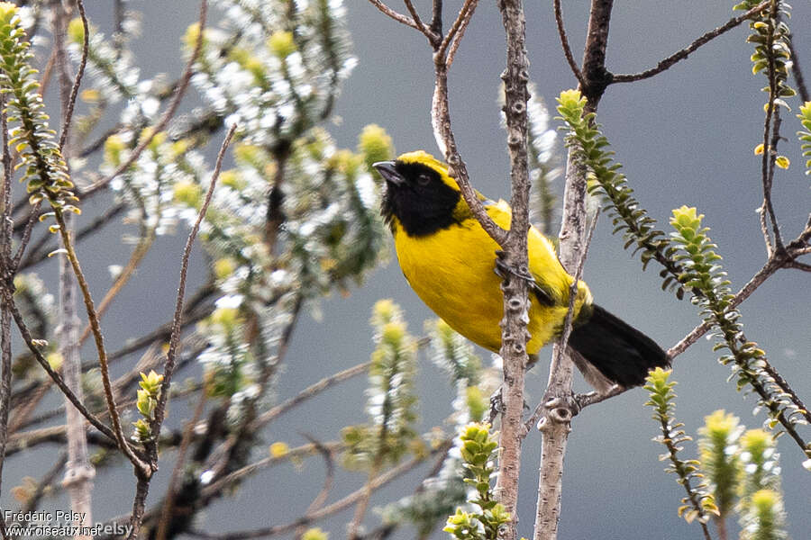 Masked Mountain Tanager, habitat