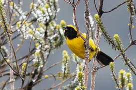 Masked Mountain Tanager