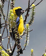 Masked Mountain Tanager