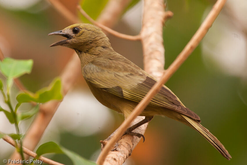 Palm Tanager