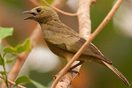 Palm Tanager