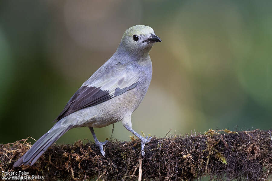 Tangara des palmiersadulte, identification