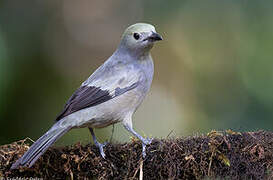 Palm Tanager